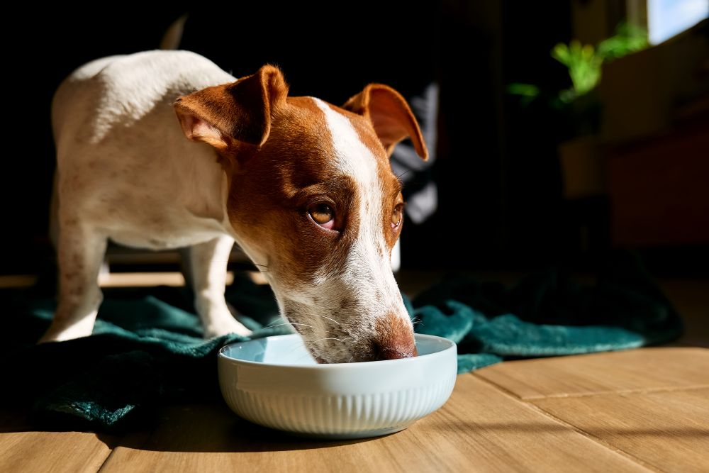 can dogs have tofu