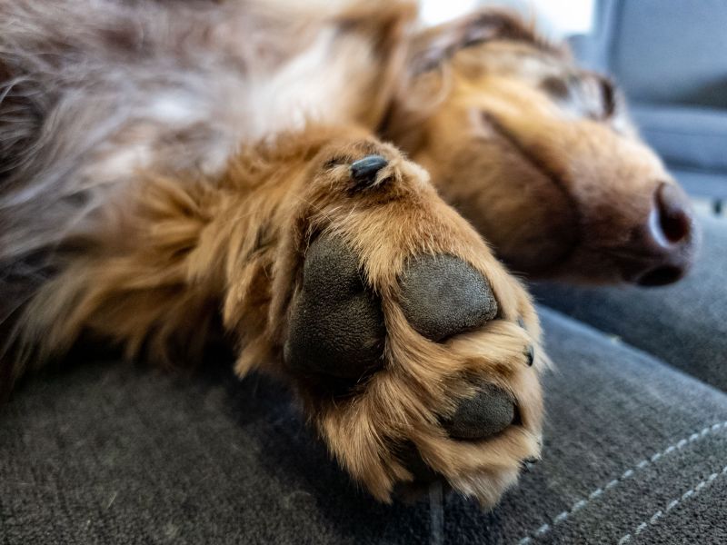 why does my dog lick my feet