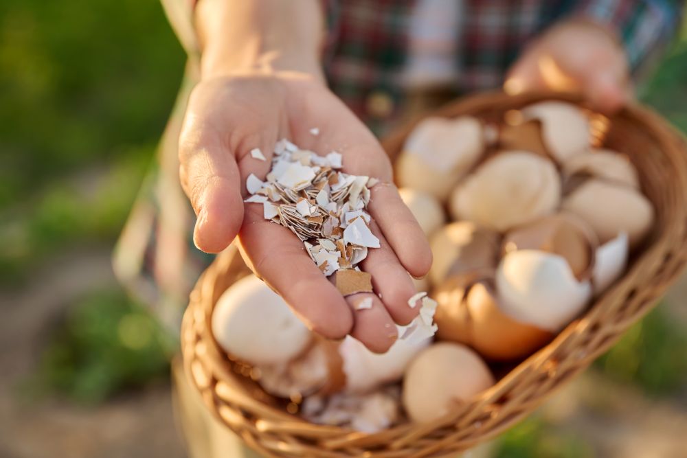 are eggshells good for dogs