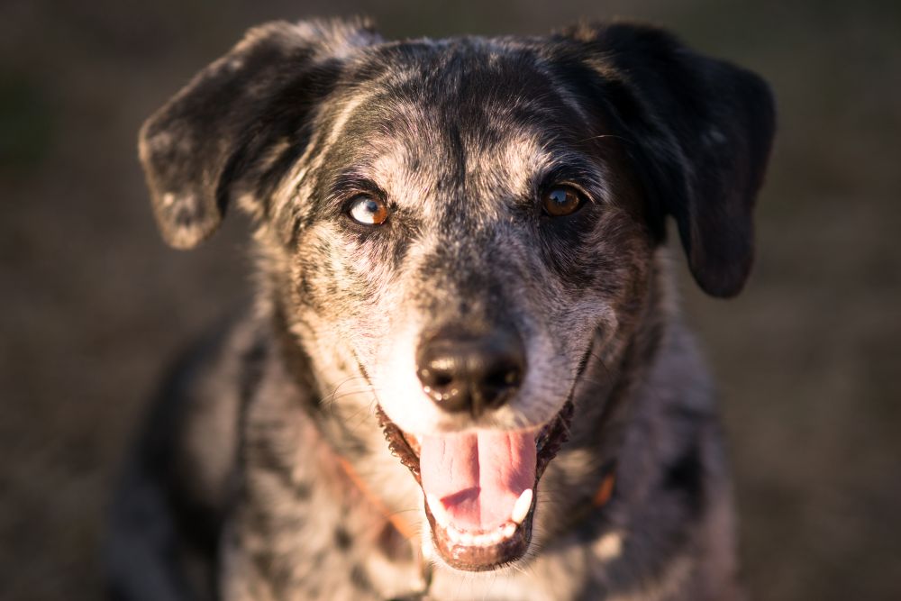 What Type of Dog Is Mica — Breed Traits, Temperament and Everything You Need to Know