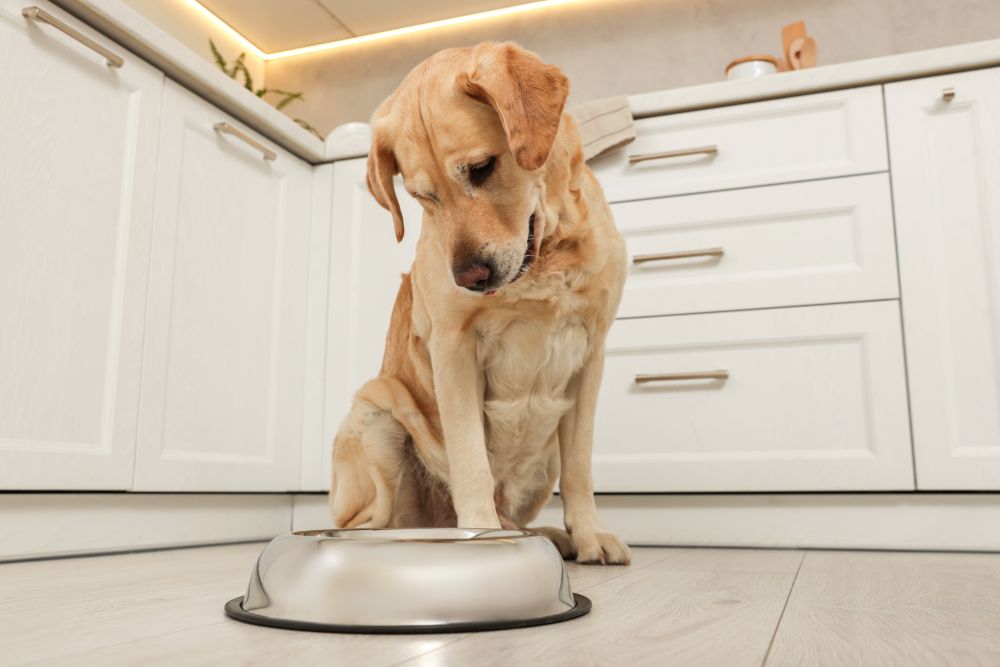 Dog Food for Sensitive Skin — What Actually Works and What Vets Wish You Knew