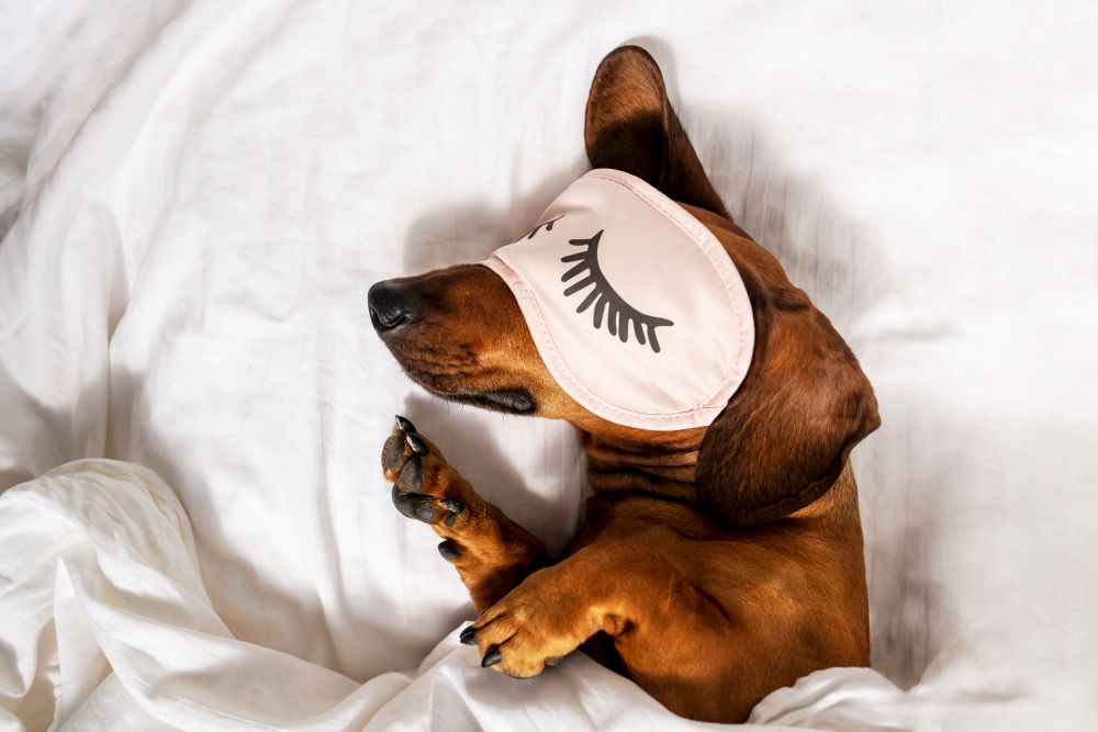 Why Do Dogs Sleep With Their Bum Facing You (It’s Not an Accident)