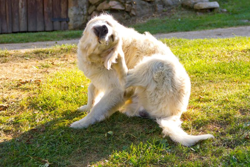 dog food for sensitive skin