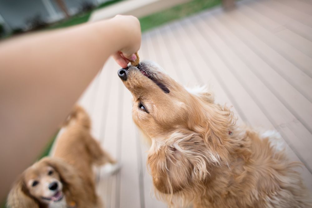 Can Dogs Have Tofu — A Protein-by-Protein Breakdown for Curious Pet Parents
