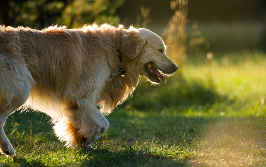 round ligament in dog