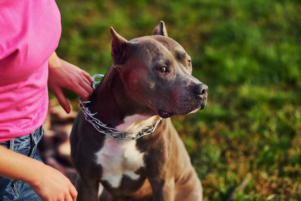 when do pitbulls stop growing