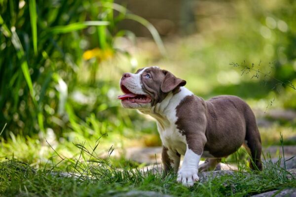 When Do Pitbulls Stop Growing — A Month-by-Month Breakdown Every Owner Needs