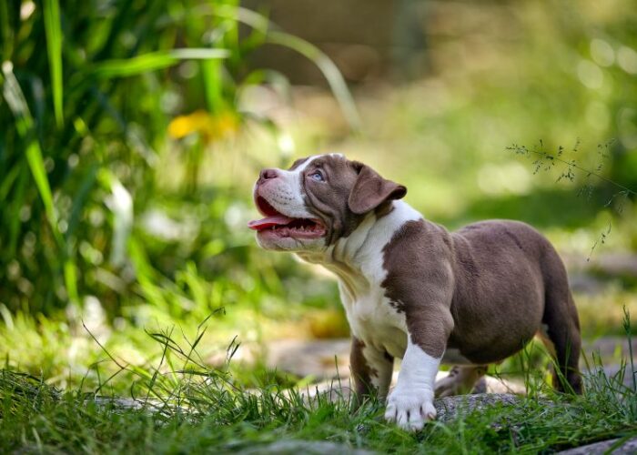 When Do Pitbulls Stop Growing — A Month-by-Month Breakdown Every Owner Needs