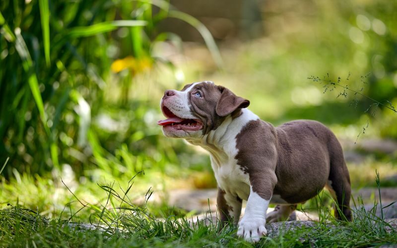 When Do Pitbulls Stop Growing — A Month-by-Month Breakdown Every Owner Needs
