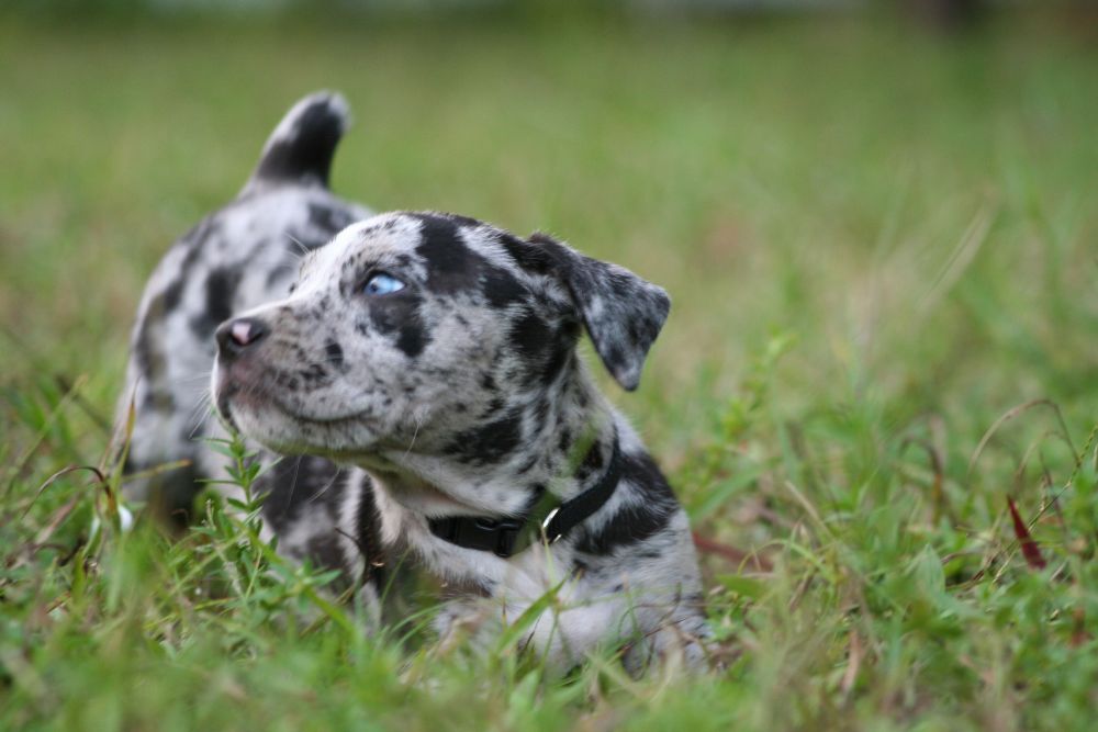 what type of dog is mica