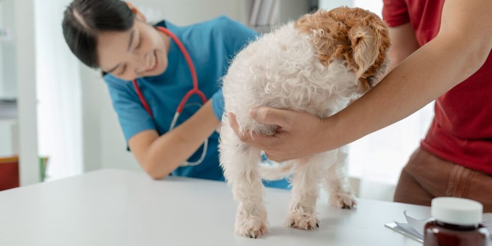 Round Ligament in Dog — The Hip Injury Most Owners Have Never Heard Of