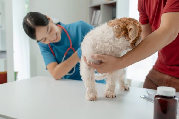 Round Ligament in Dog — The Hip Injury Most Owners Have Never Heard Of