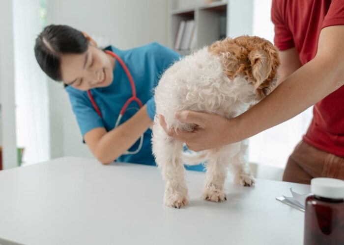 Round Ligament in Dog — The Hip Injury Most Owners Have Never Heard Of