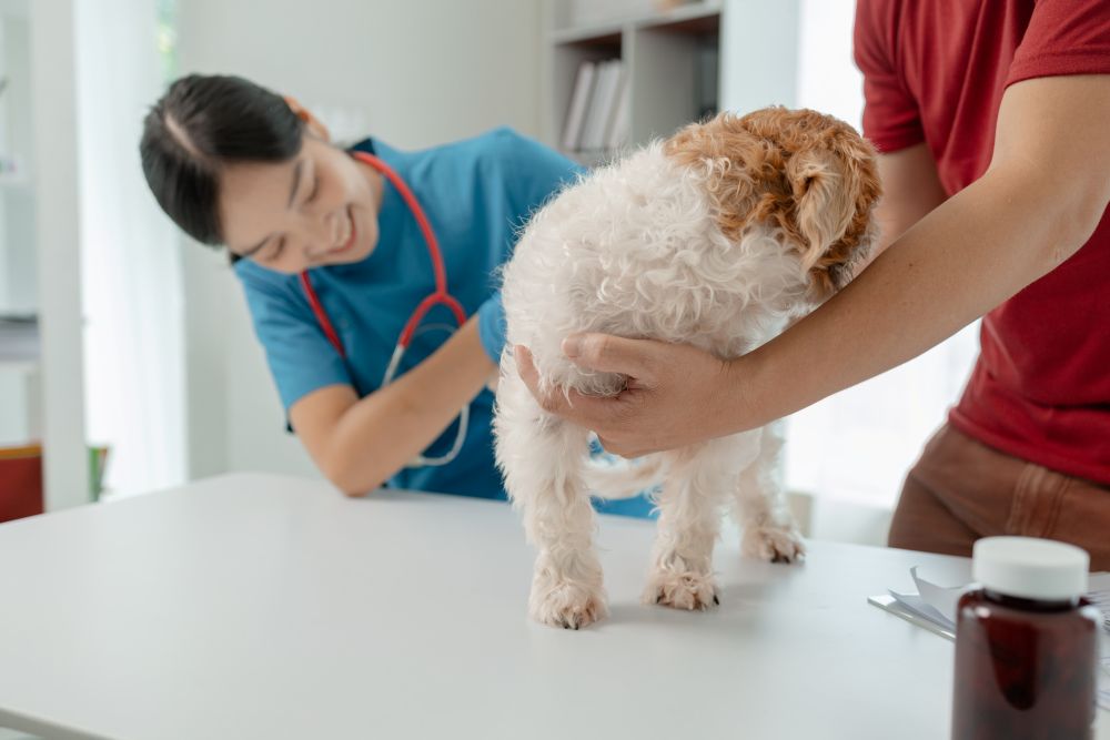round ligament in dog