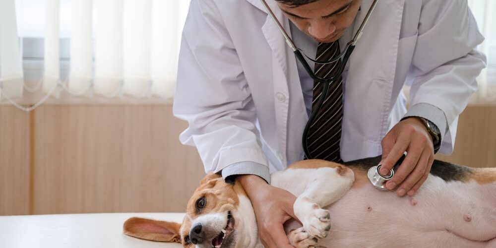 Dog Scrotal Ablation: What Every Pet Owner Needs to Know Before Surgery Day