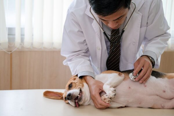 Dog Scrotal Ablation: What Every Pet Owner Needs to Know Before Surgery Day
