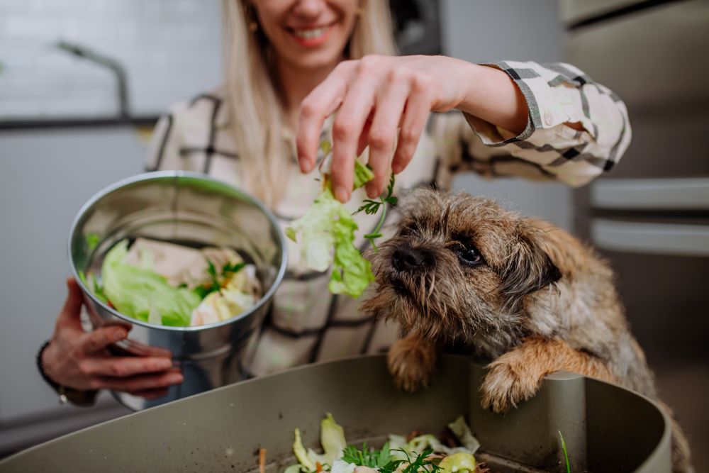 Are Chia Seeds Good for Dogs? What Every American Pet Owner Should Know